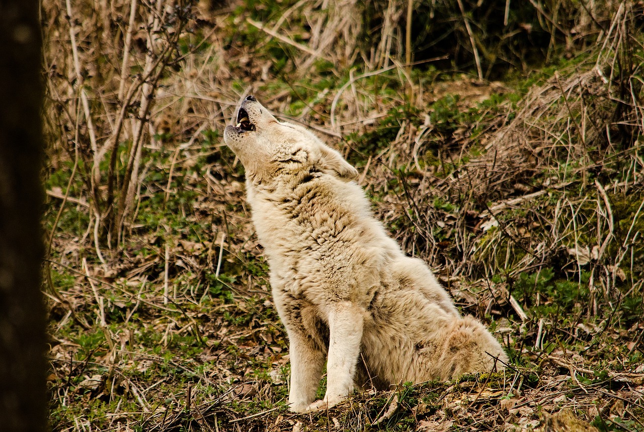 Storm-Related Behavioral Changes in Wolf Packs (Image Credits: Pixabay)