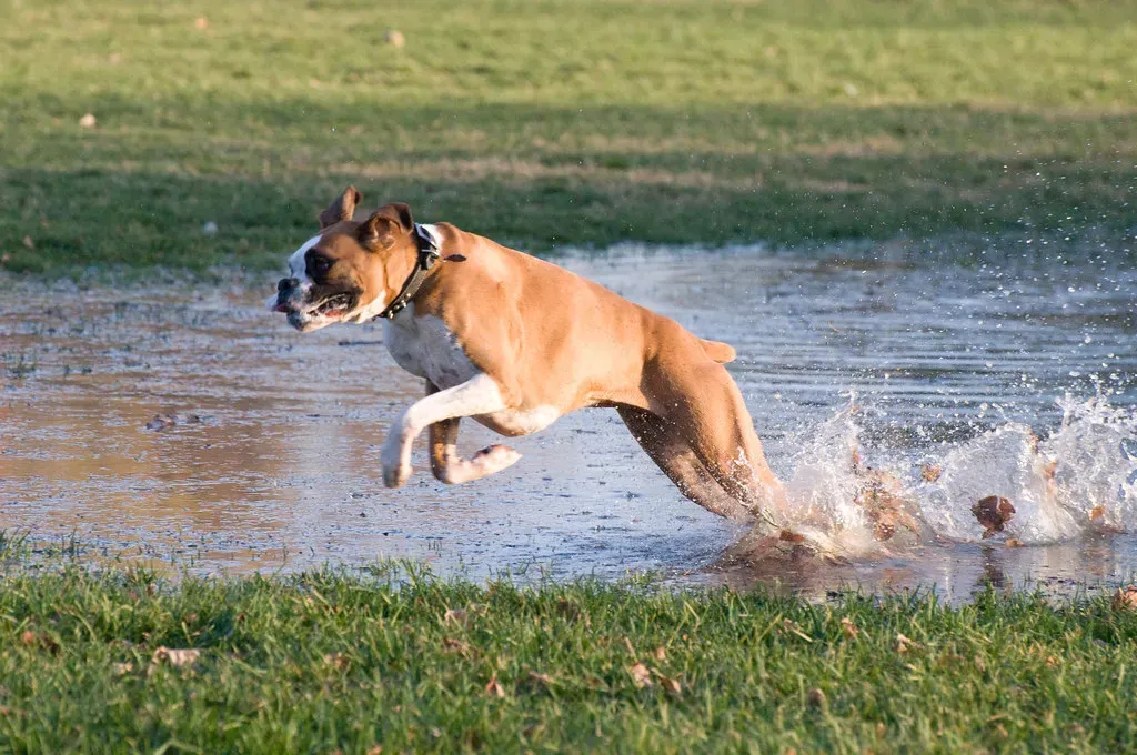 #7. Boxer (_J_D_R_, Flickr, CC BY 2.0)
