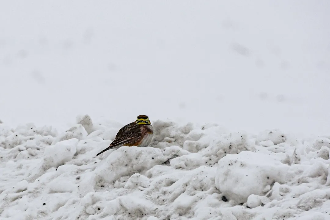 #8 - Horned Lark: The Bird That Needed Bare, Unfinished Ground (Image Credits: Unsplash)