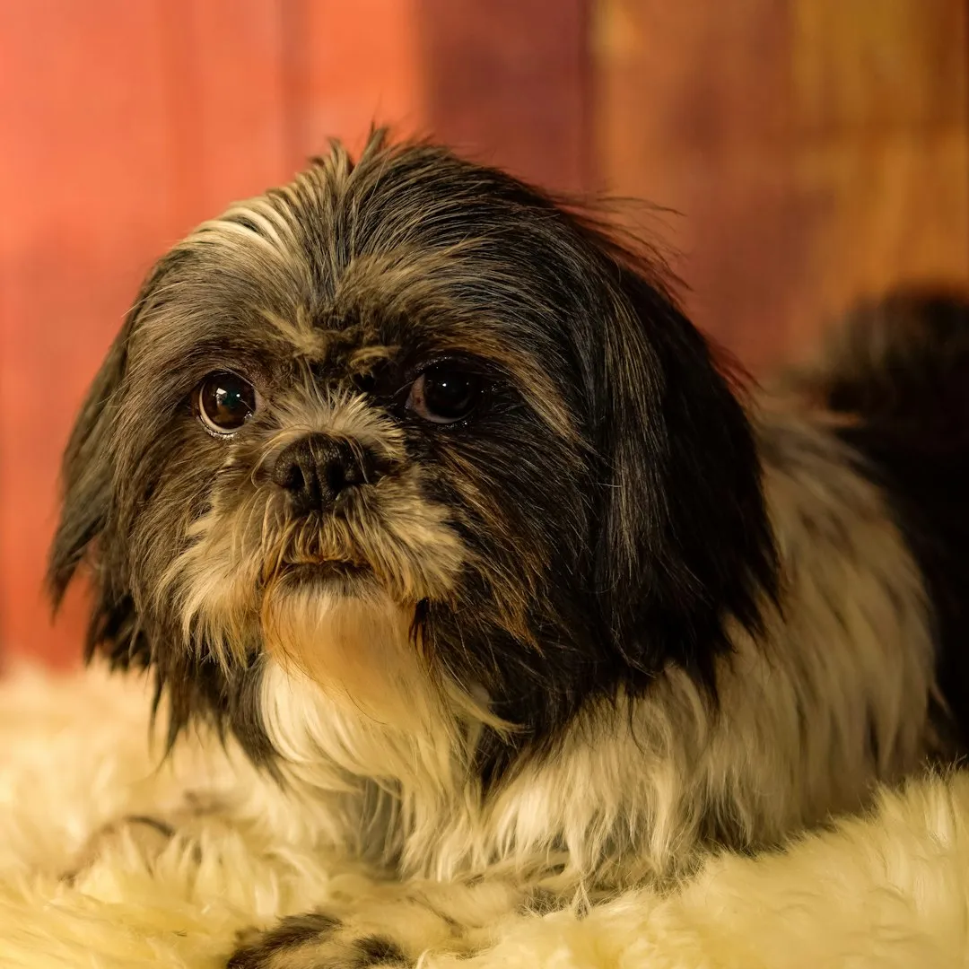 #25 - Shih Tzu: Small Dog, Big Safety Net (Image Credits: Unsplash)