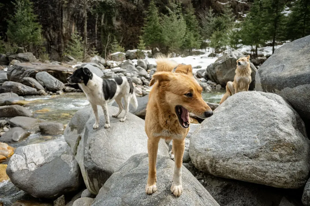 10. Compulsive Barking Disorder - When It Goes Beyond Normal (Image Credits: Unsplash)