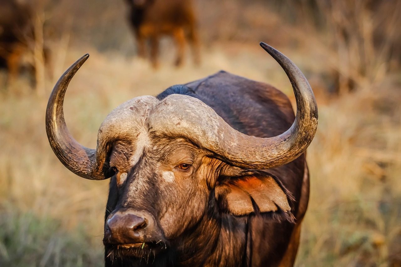 The Buffalo: Sacred Provider and Abundance (Image Credits: Pixabay)