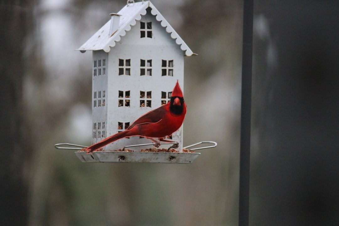 Stock Up on Cardinal-Favorite Seeds (Image Credits: Unsplash)