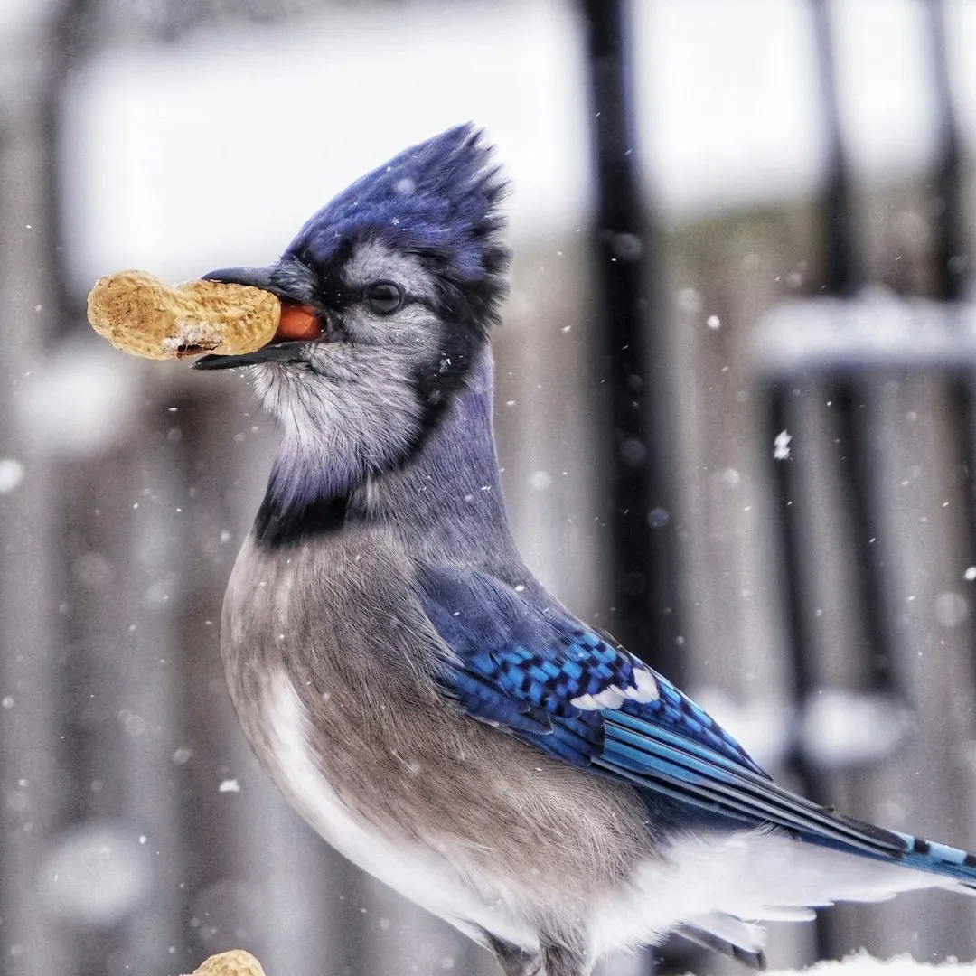 7. Blue Jay – Opportunistic Forager Turned Winter Nut Banker (Image Credits: Unsplash)