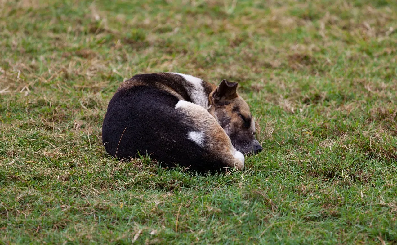#11 &ndash; Seasonal Outdoor Living Regulated Sleep and Energy Cycles (Image Credits: Pixabay)