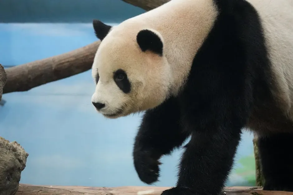 Giant Pandas, Snow Leopards, and the Power of Coordinated Global Action (Image Credits: Pexels)