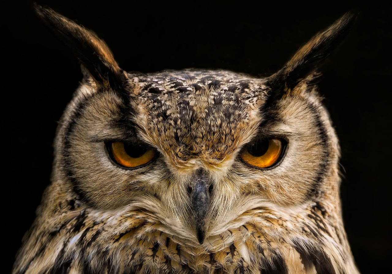 The Power of Patient Observation (Image Credits: Pixabay)