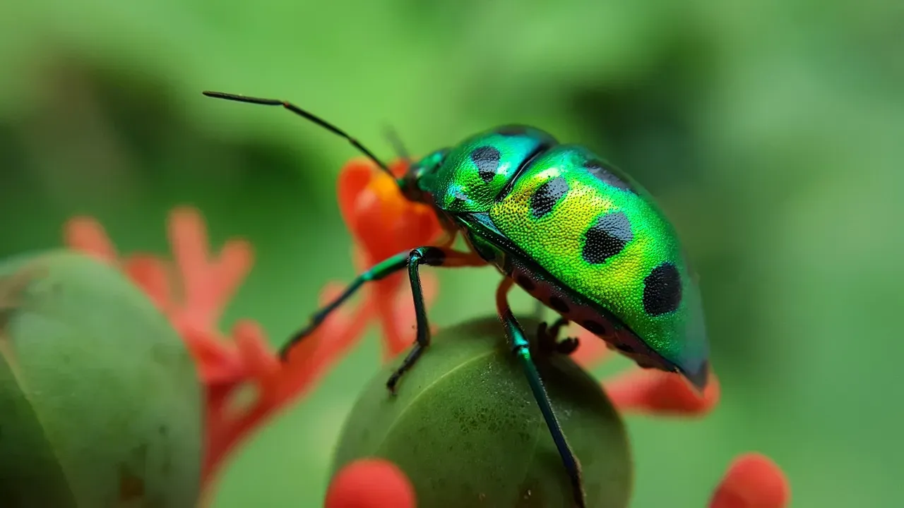 Jewel Beetles Detect Forest Fires From Miles Away (Image Credits: Pixabay)