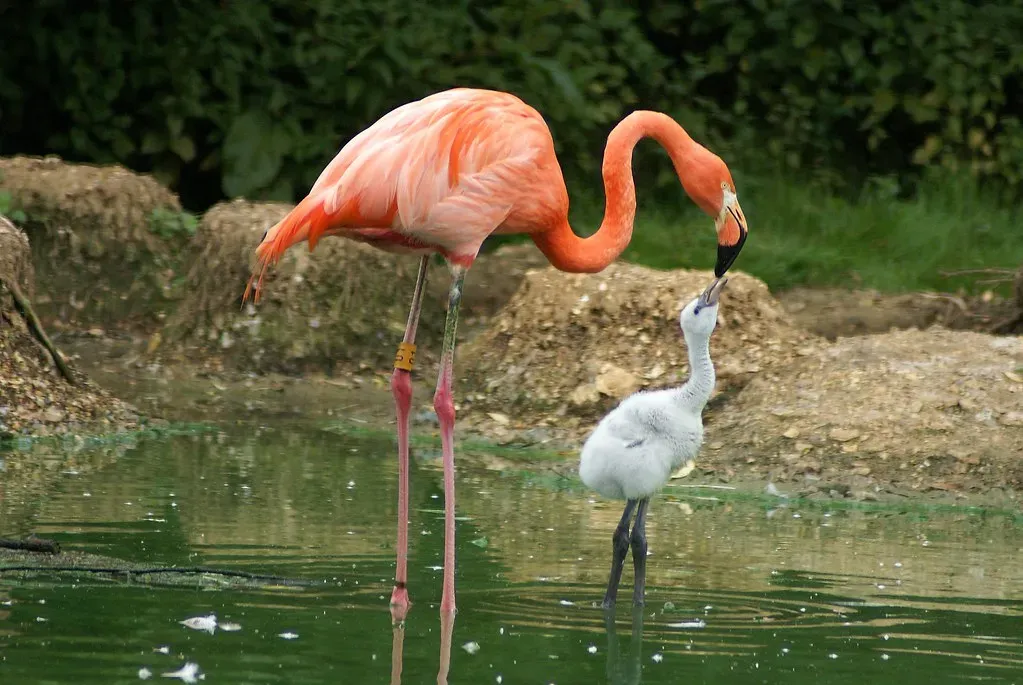 #12 - Flamingos Are Born Gray, Not Pink (Martin Pettitt, Flickr, CC BY 2.0)