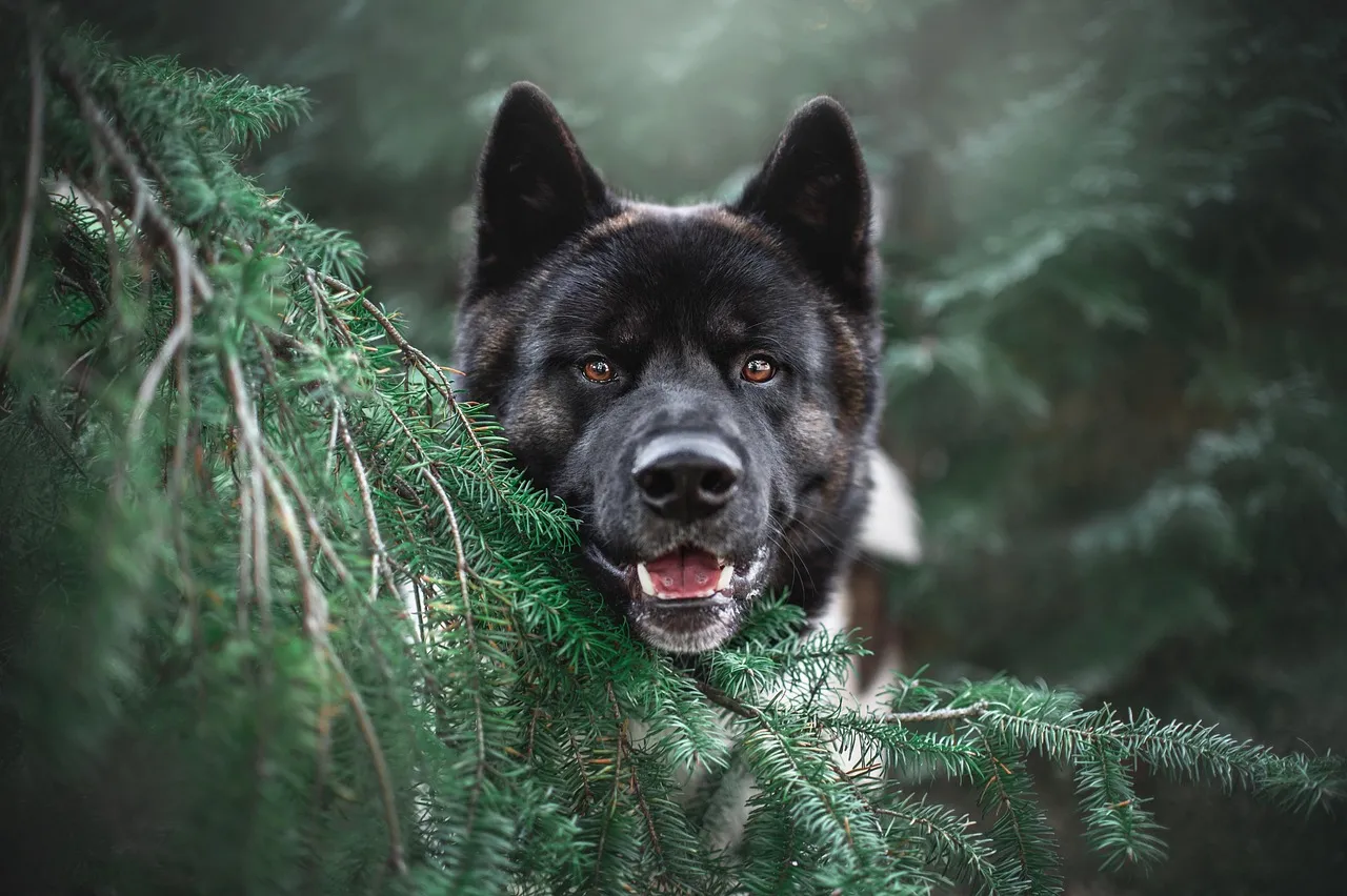 #13 - Akita: Dignified Guardian Who Rarely Enjoys Kid Swarms (Image Credits: Pixabay)
