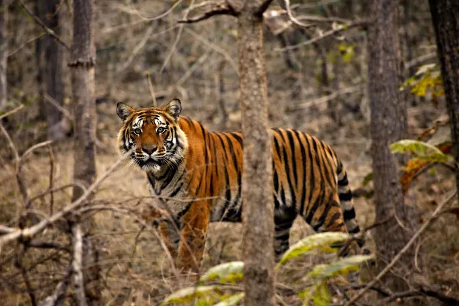 #5: The Wild Tiger - Doubling Down on a Species That Nearly Vanished (Image Credits: Pexels)