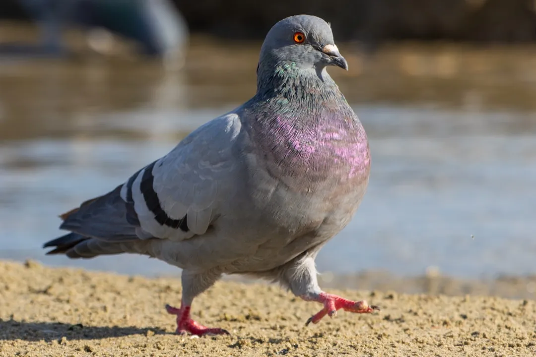 Practical Surprises: Pigeons As Tiny Cognitive “Employees” (Image Credits: Unsplash)