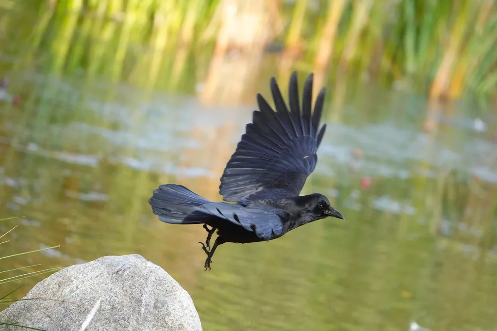 The One Thing Crows Never Forget (Image Credits: Rawpixel)