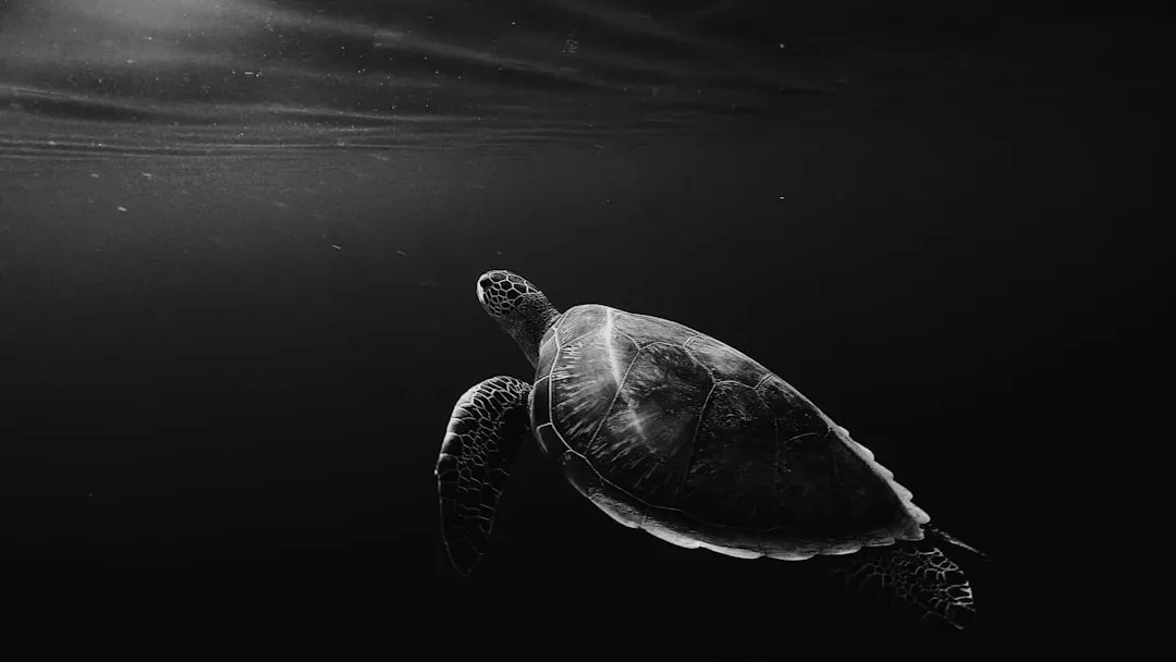#3 The cool dark of night (Image Credits: Unsplash)