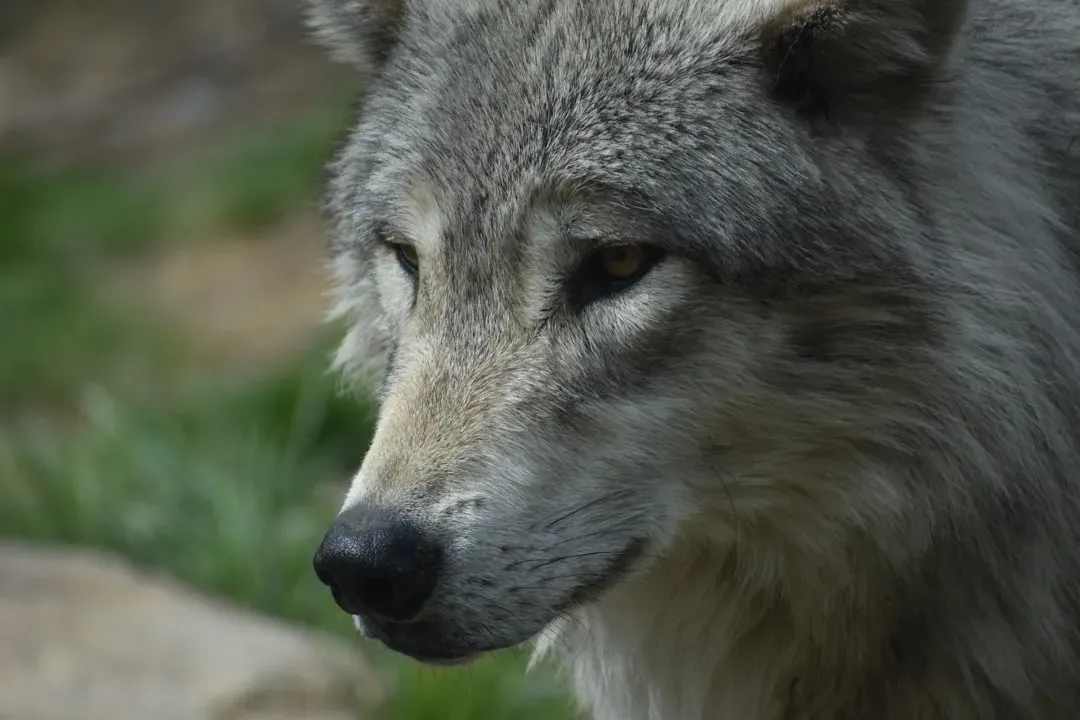 Wolves: The Misunderstood Ecosystem Regulators (Image Credits: Unsplash)