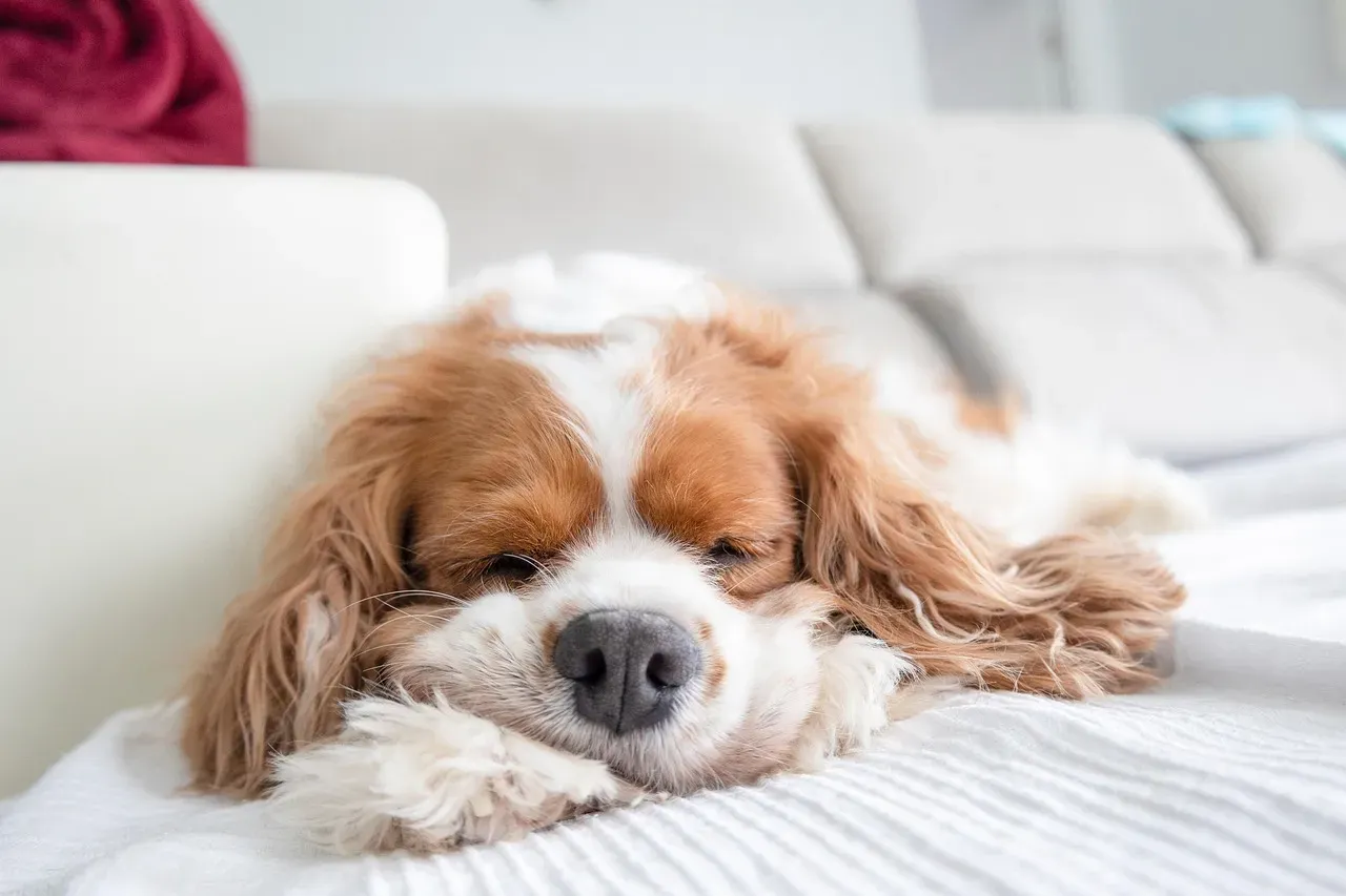 #2. Cavalier King Charles Spaniel (Image Credits: Pixabay)