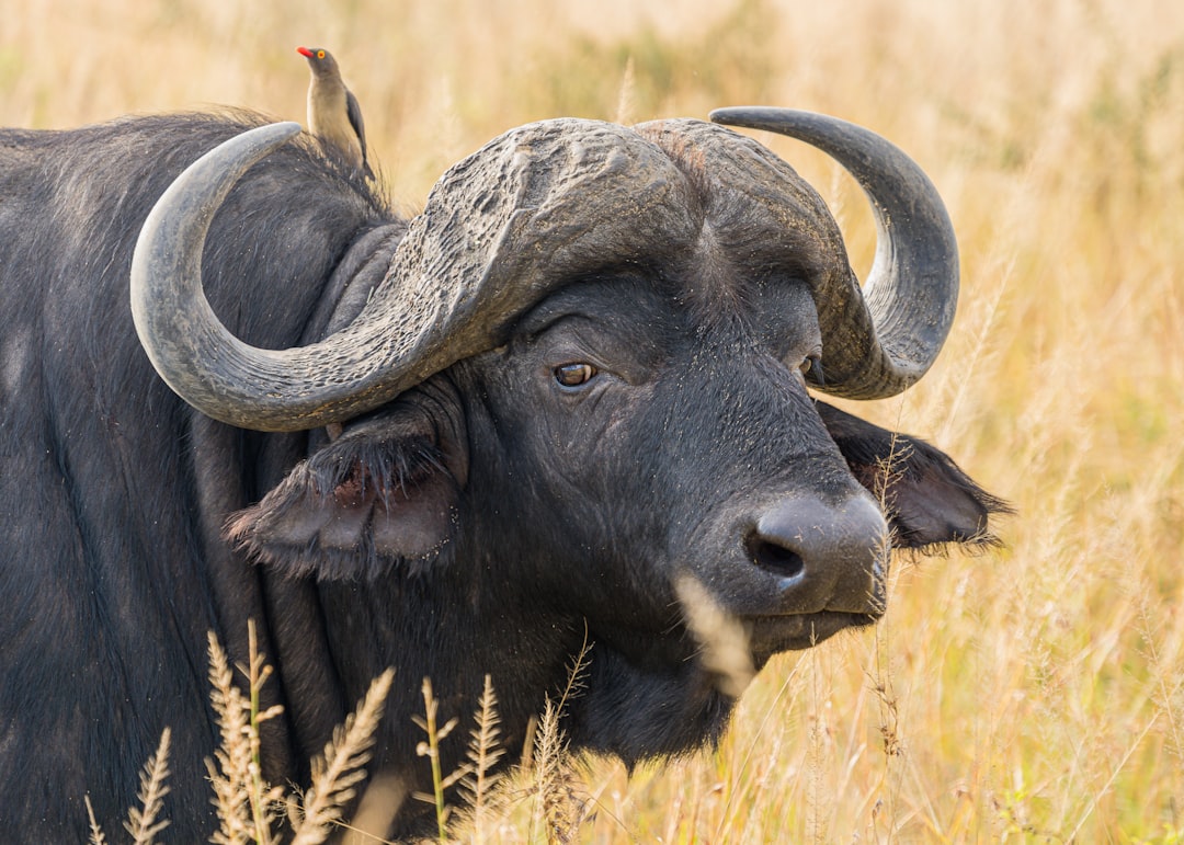 The Cheyenne: Master Hunters of the Plains (Image Credits: Unsplash)