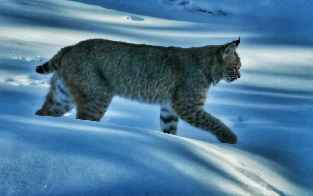 Colorado Maintains Steady Presence (ranok, Flickr, CC BY 2.0)
