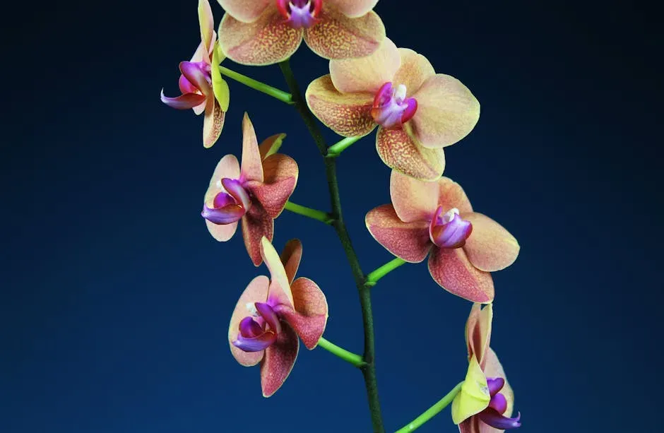 Aquarius (January 20 – February 18): Orchid (Image Credits: Pexels)