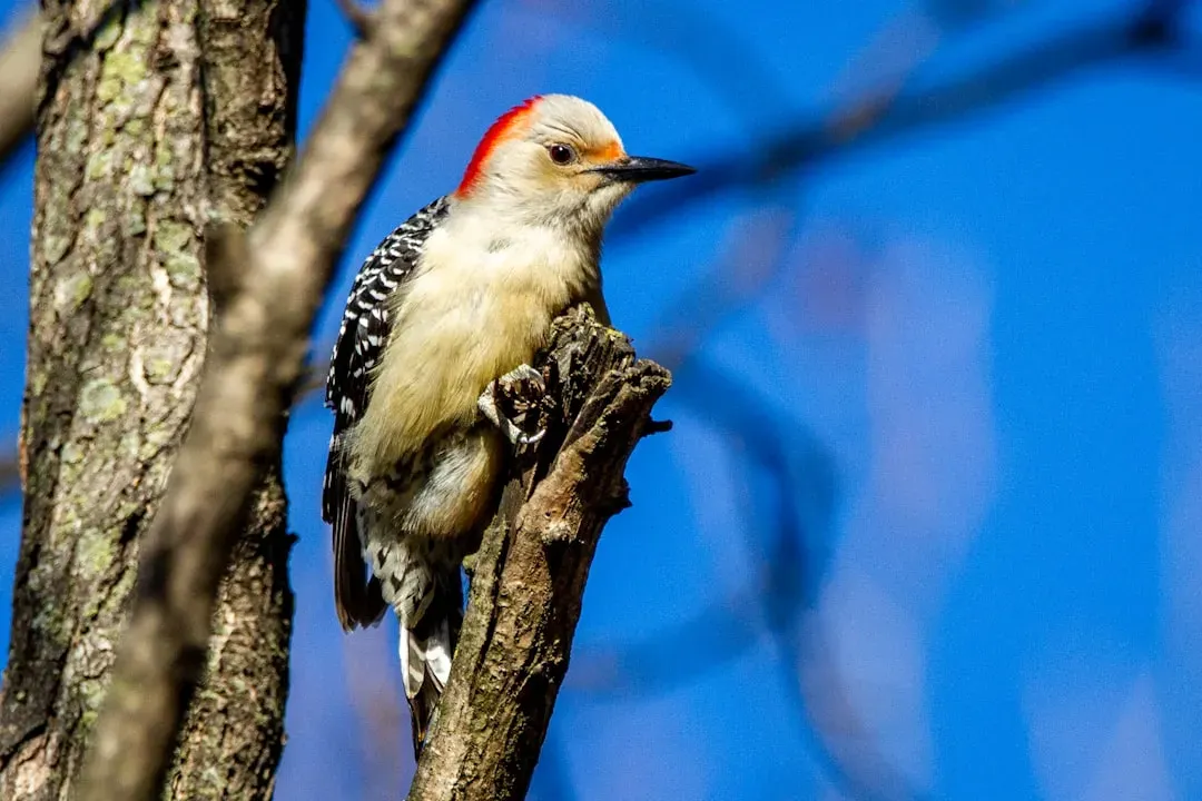 8. The Red-Bellied Woodpecker: More Red Head Than Red Belly (Image Credits: Unsplash)