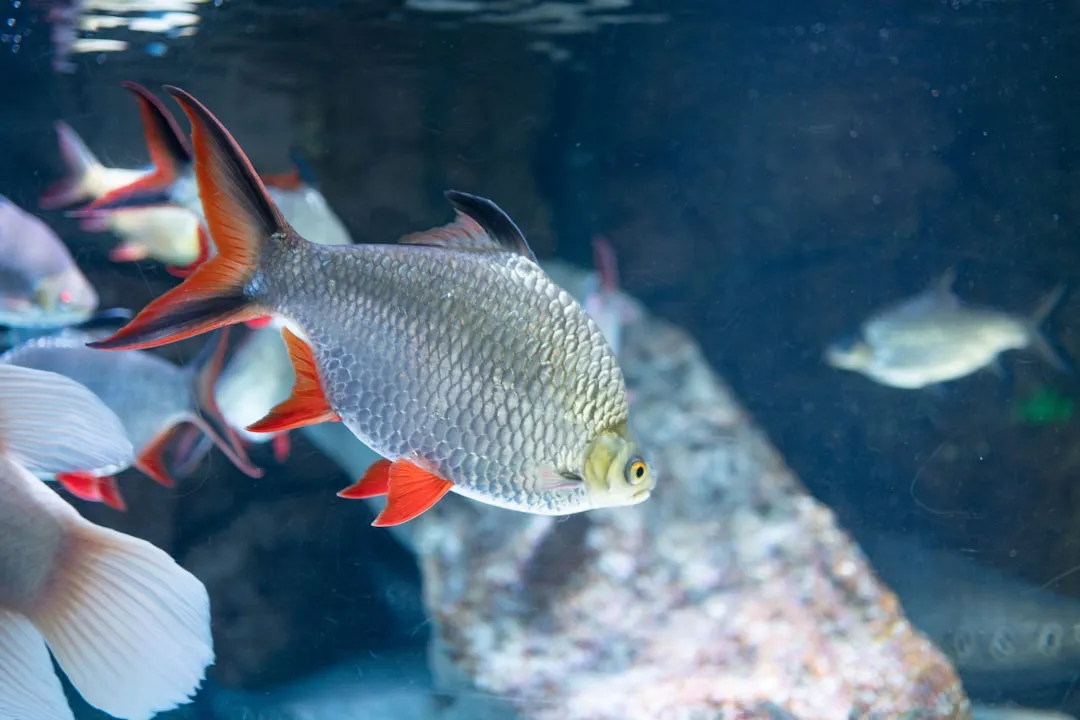 Are Cleaner Fish Truly Self-Aware, or Just Really Good at Tricks? (Image Credits: Unsplash)