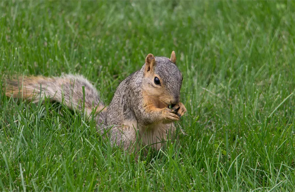 Why Squirrels Deserve a Second Look (cb0w, Flickr, CC BY 2.0)