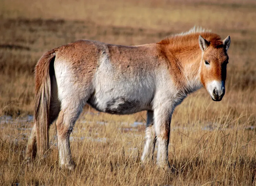 4. Przewalski's Horse - The Last Truly Wild Horse on Earth (Image Credits: Unsplash)