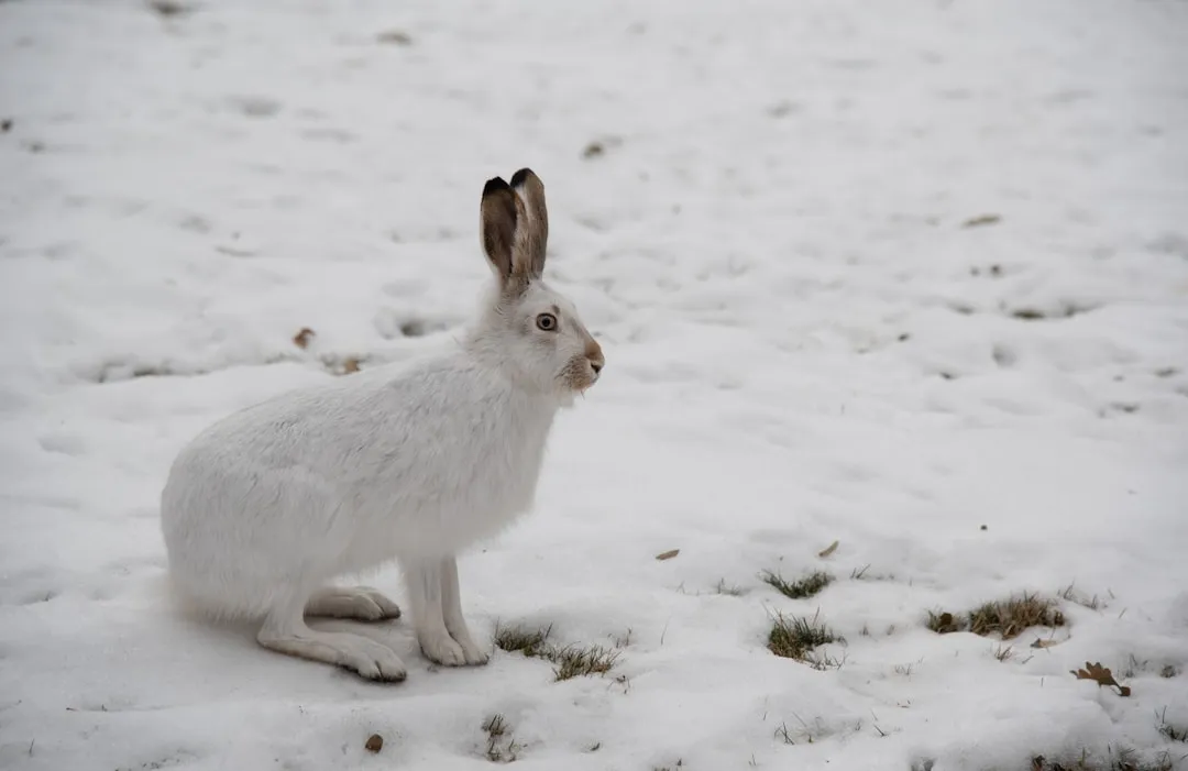 5. Temperature Hacks: Fur, Fat, and Energy-Saving Stillness (Image Credits: Unsplash)
