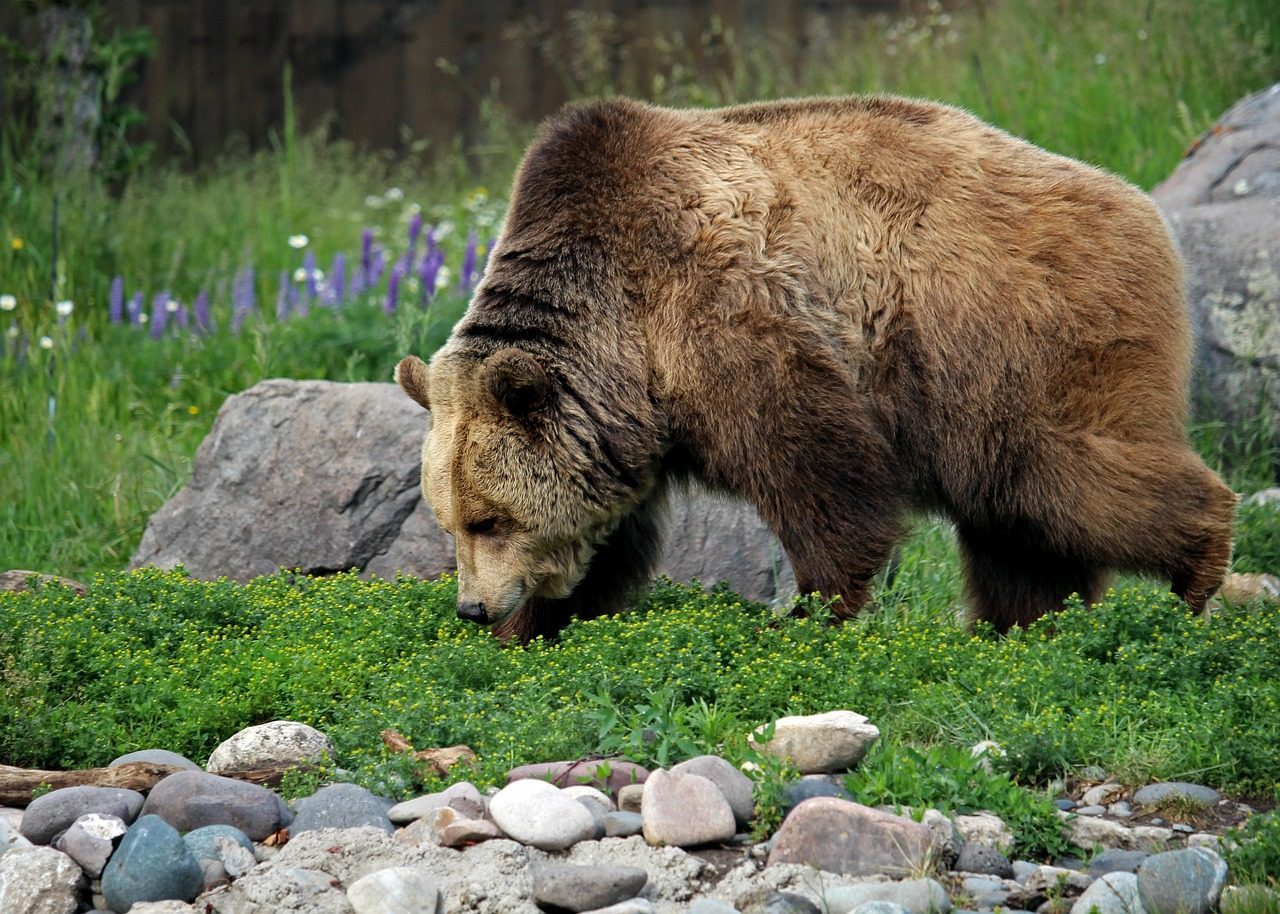 Grizzly Bears: The Great Bear's Tribal Protectors (Image Credits: Pixabay)