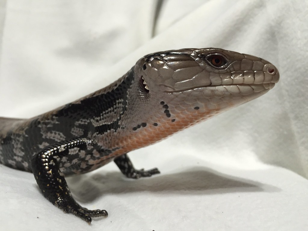 Cancer - The Sensitive Blue-Tongue Skink (Image Credits: Flickr)