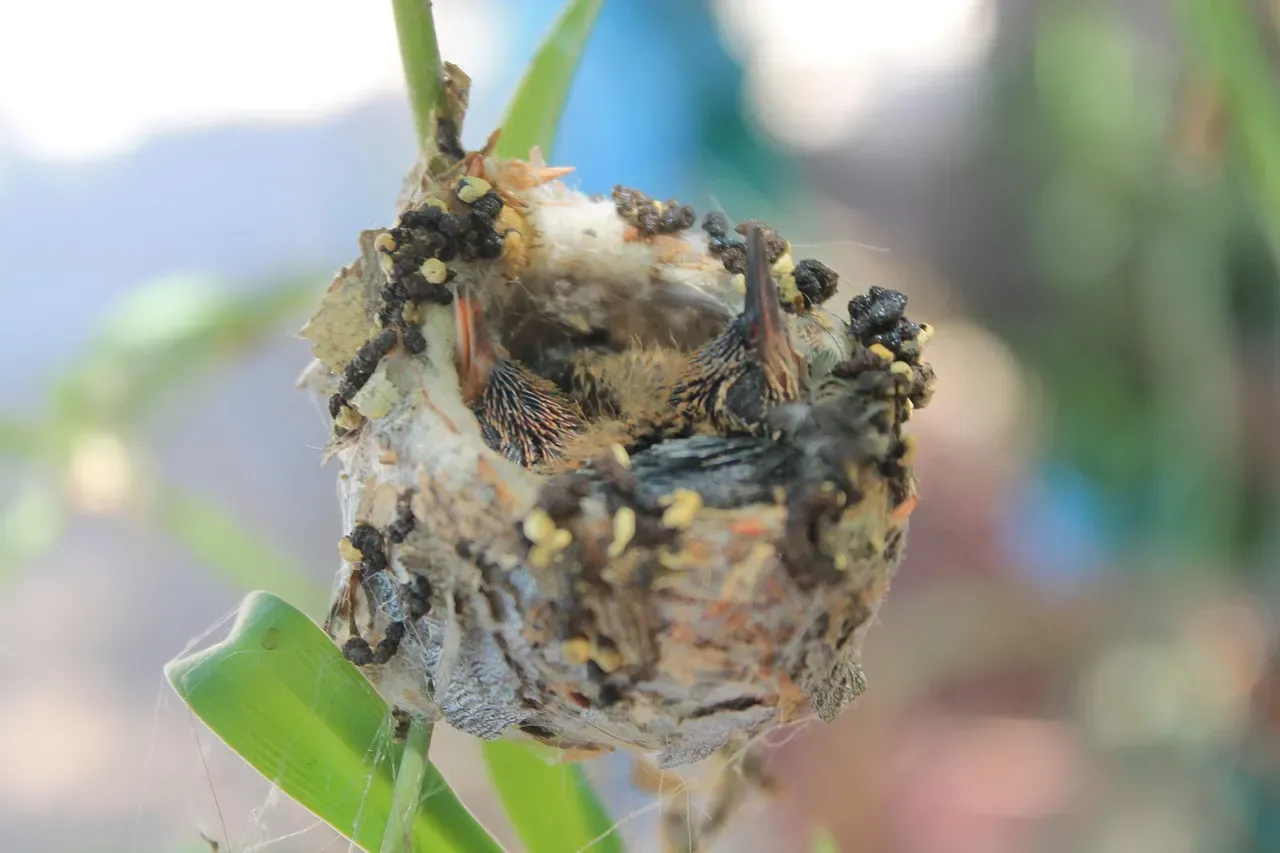 They Build Nests That Expand Like Living Architecture (Image Credits: Pixabay)