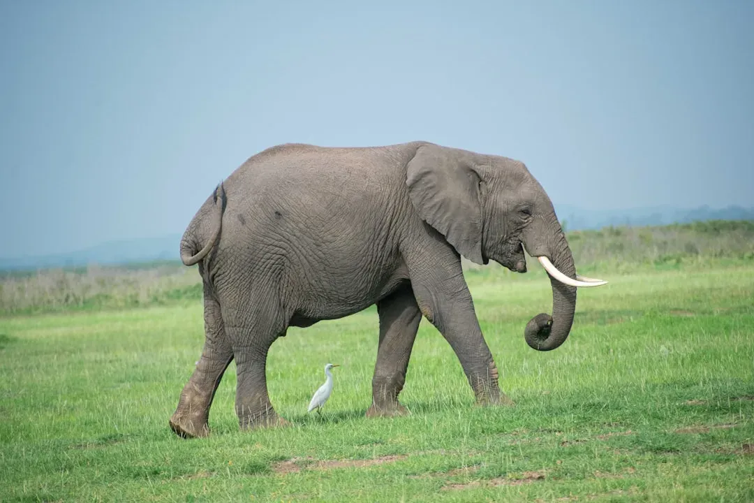 #10 - The Sheep That Calmed an Orphaned Elephant (Image Credits: Unsplash)