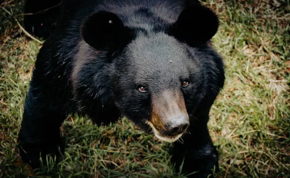 The Arkansas Connection That Changed Everything (Image Credits: Pexels)