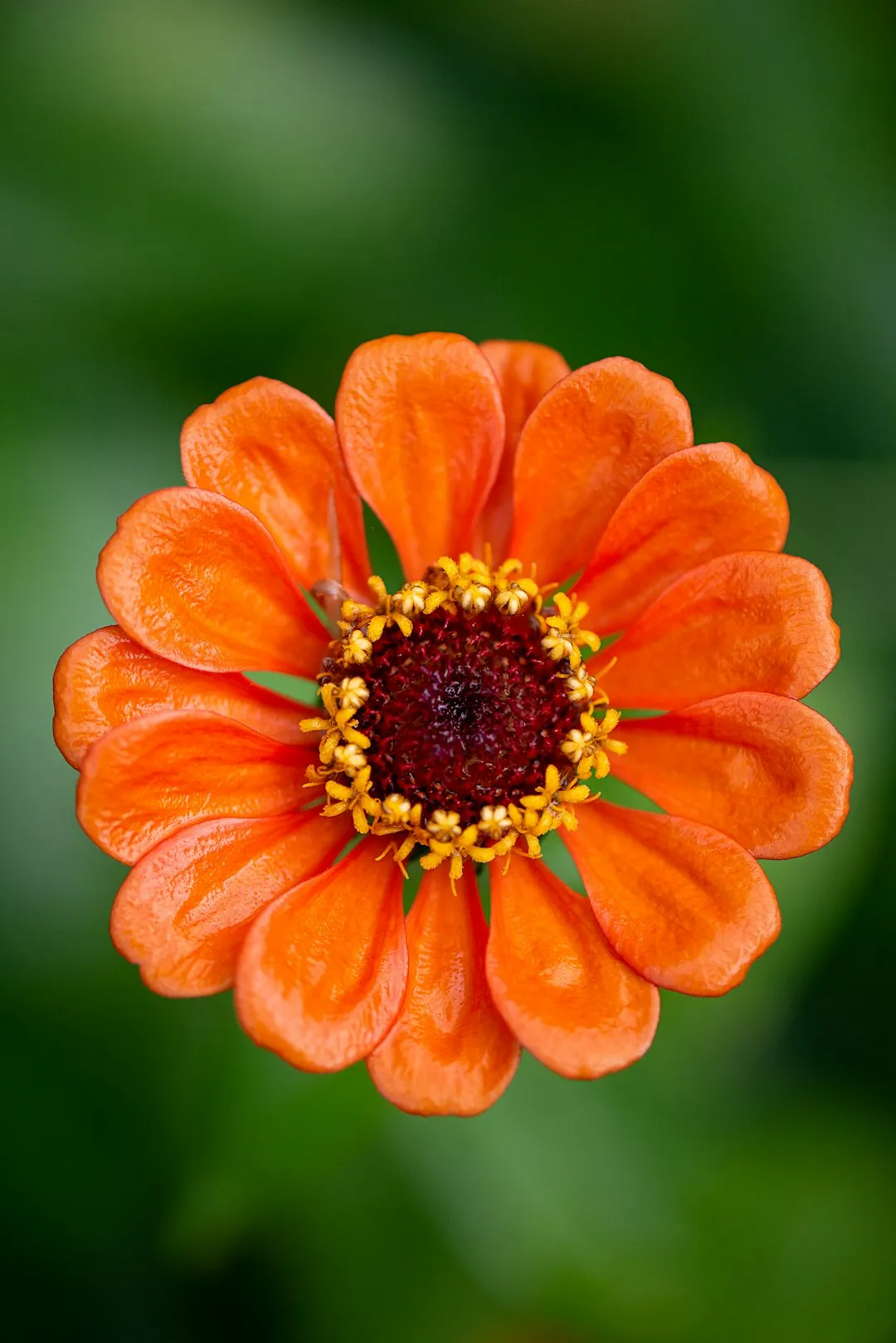 #7 Zinnias (Image Credits: Unsplash)