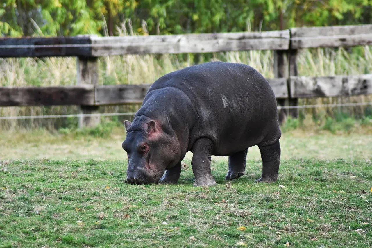 2. The Hippopotamus: Africa's Most Dangerous Landlord (Image Credits: Pixabay)