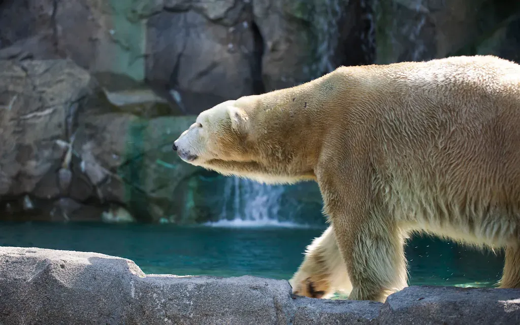 Polar Bear Fur Isn't White and They're Walking Contradictions (Image Credits: Flickr)