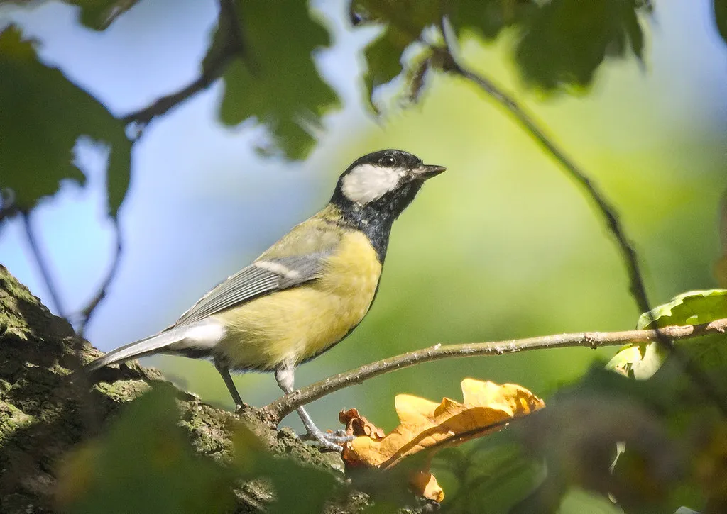 #2 - Oak Trees Are Basically a Bird Restaurant Chain (hedera.baltica, Flickr, CC BY-SA 2.0)
