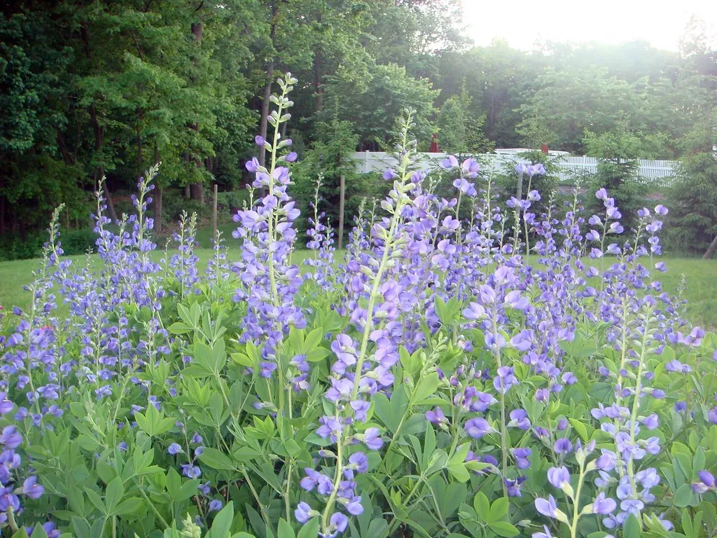 Baptisia (False Indigo): The No-Fuss Native Perennial (Jennifer Juniper mom, Flickr, CC BY 2.0)