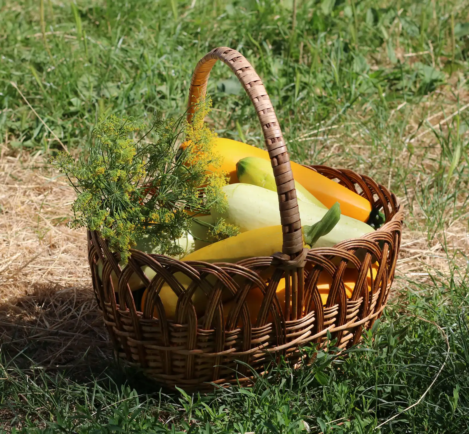 #2 - Ignoring Harvest Windows and Letting Food Go to Waste (By George Chernilevsky, CC BY-SA 4.0)