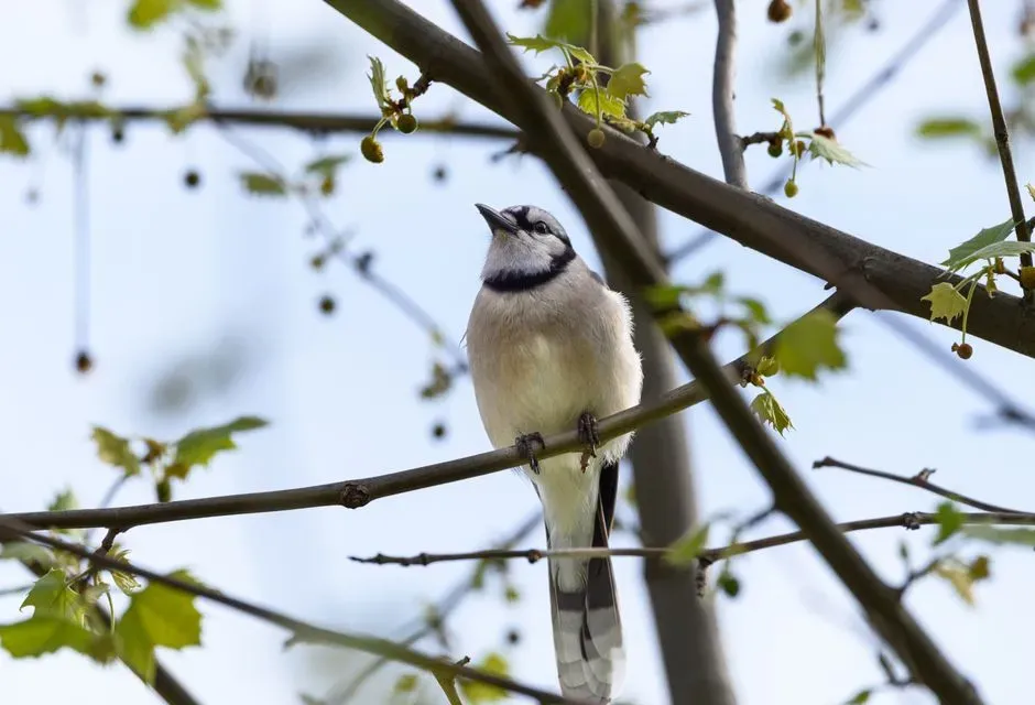 How Jays Use Mimicry Effectively (Image Credits: Pexels)