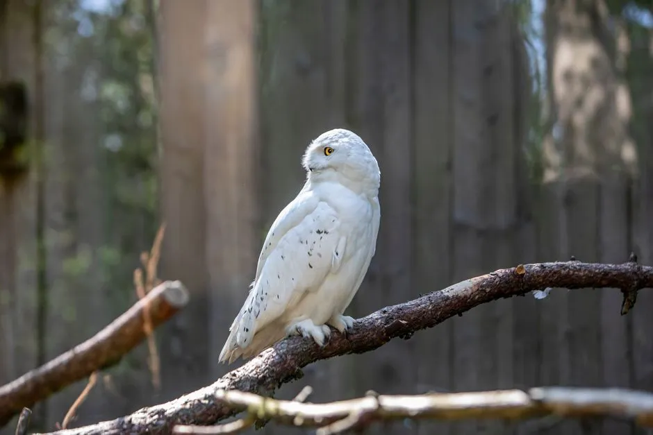 Opinionated Conclusion: Why These Owls Matter More Than Just a Checklist Tick (Image Credits: Pexels)