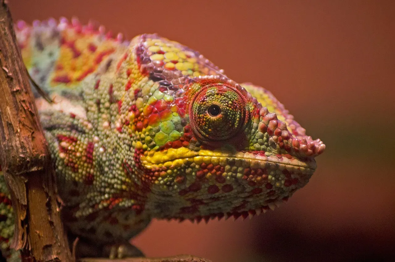 The Chameleon: The Celebrity of Color Change (Image Credits: Pixabay)