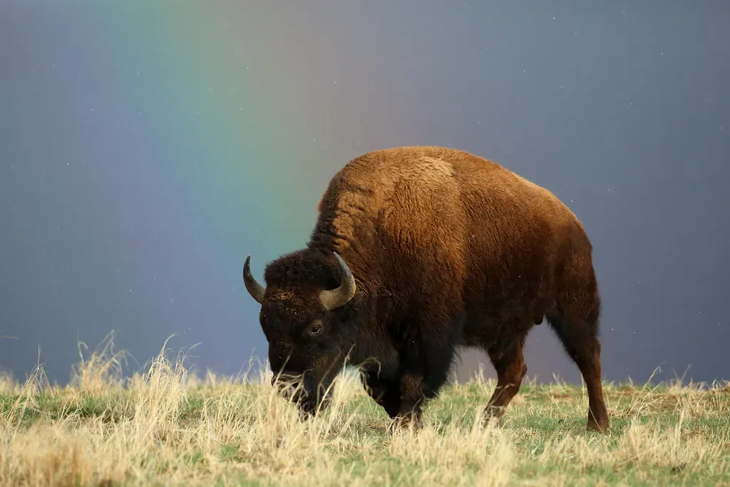 The American Bison (Image Credits: Flickr)