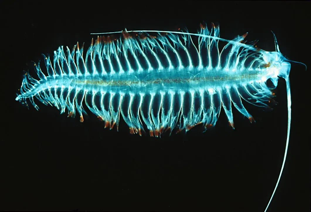 13. The Tomopteris Worm: The Yellow Light Oddity (By uwe kils, CC BY-SA 3.0)