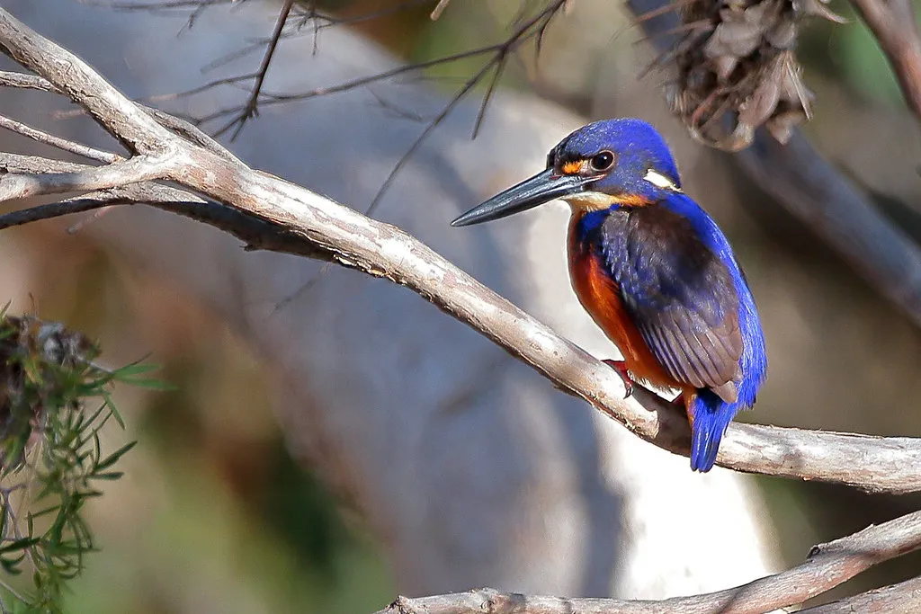 9. Sensitive to Water Quality and Habitat Change (Graham Winterflood, Flickr, CC BY-SA 2.0)