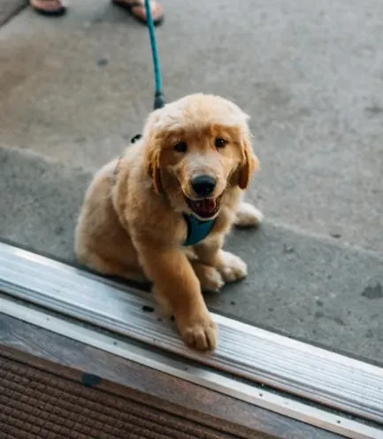 #1 - The Doorway Test: How a Dog Walks In Writes Their Own Future (Image Credits: Pexels)