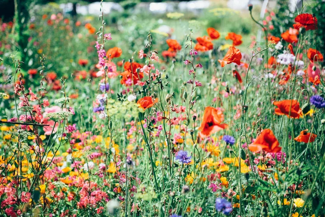 Why These Blooms Matter Beyond Their Beauty (Image Credits: Unsplash)