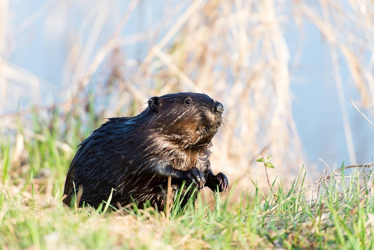 The Steady Beaver: April 20 - May 20 (Image Credits: Pixabay)