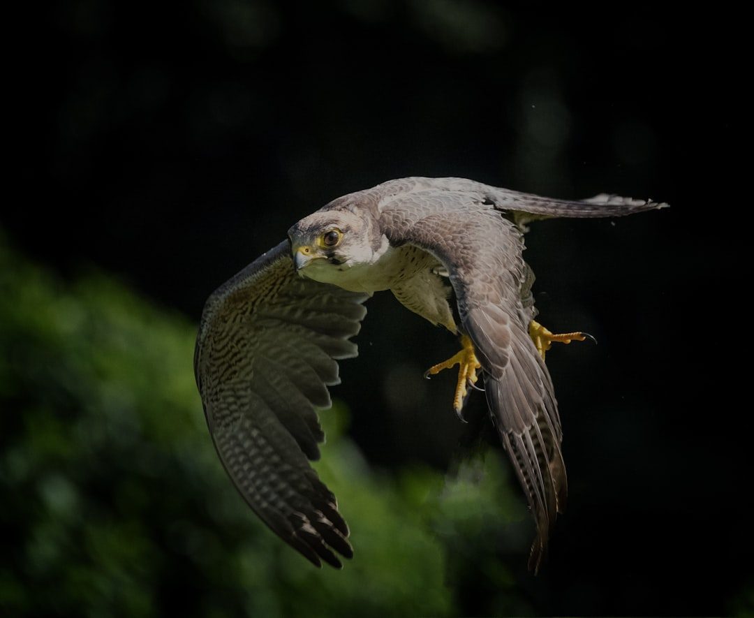 April: The Visionary Falcon (Image Credits: Unsplash)