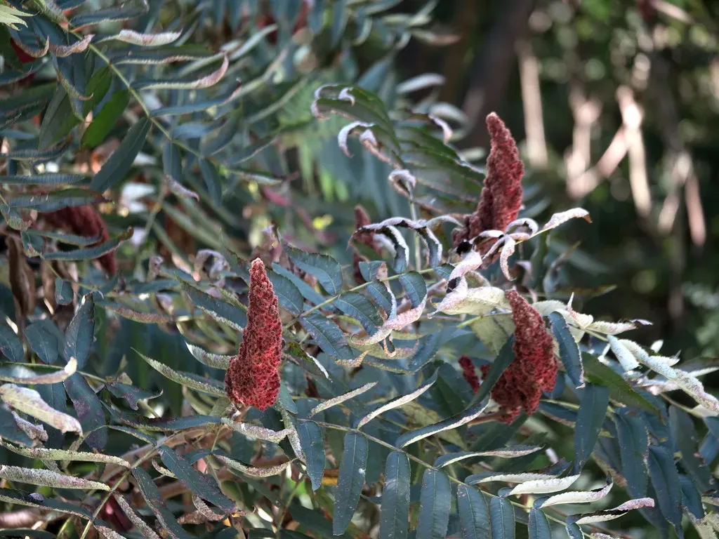 Plant Native Trees, Shrubs, and Wildflowers (Image Credits: Flickr)
